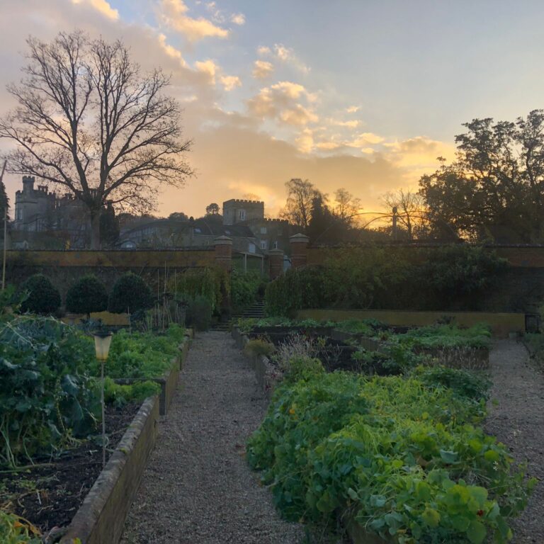 Winter's Embrace: Nurturing Gardens Through the Chill at Fairlight